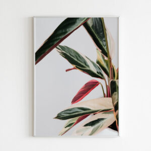 Plakatas „Kalatėjos lapai“