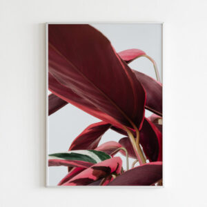 Plakatas „Raudona Kalatėja“