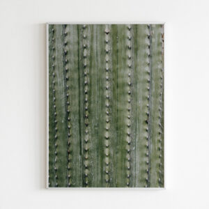 Plakatas „Ilgieji kaktusai“