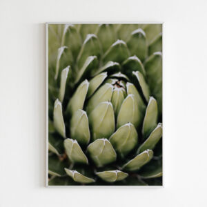 Plakatas „Ryškus sukulentas“