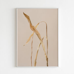 Plakatas „Džiovinti tulpės lapai“