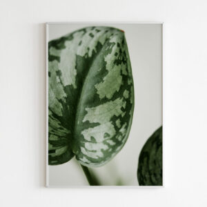 Plakatas „Arbūzinė peperomija“