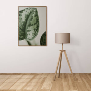 Plakatas „Arbūzinė peperomija“